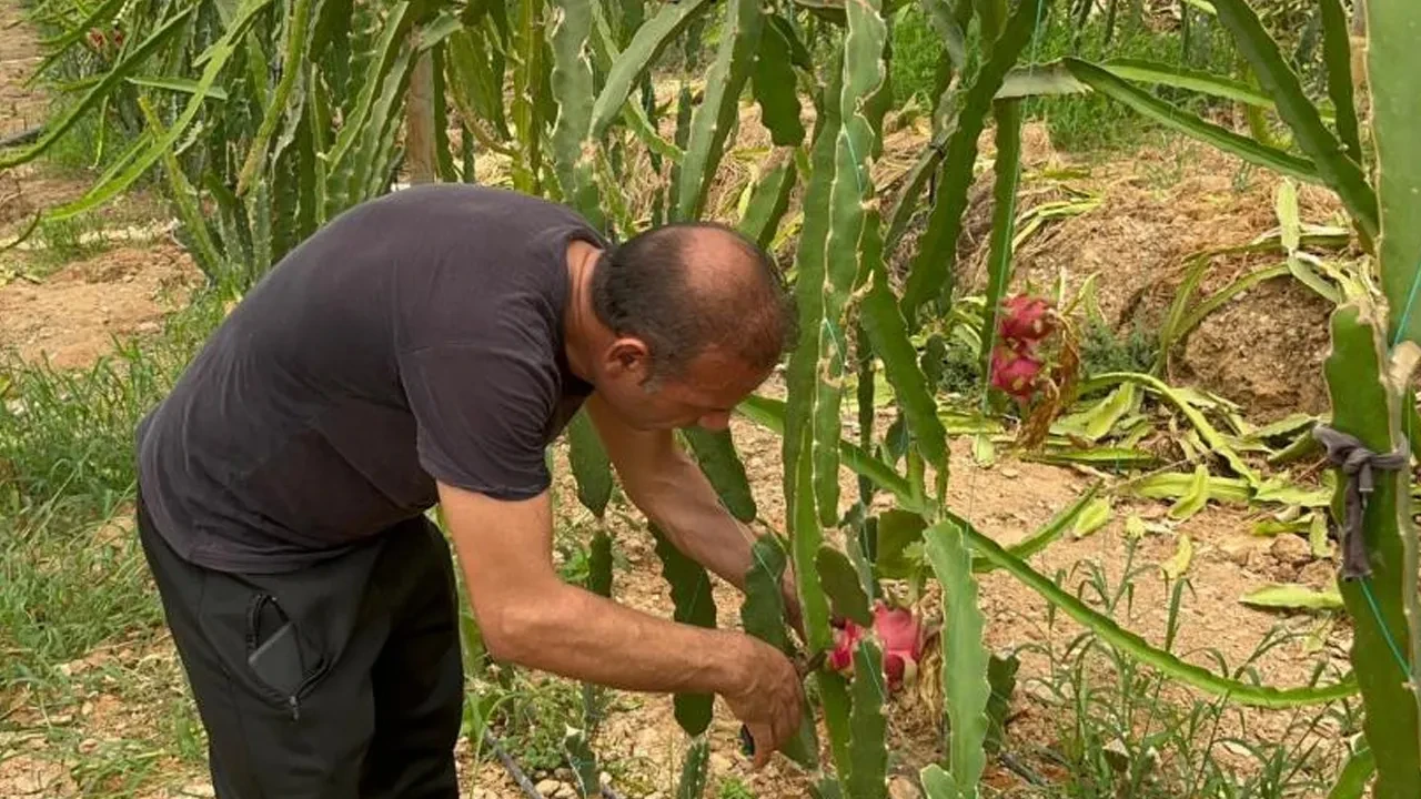 Tam bir vitamin deposu! Hasadı başladı: Kilosu 200 TL'yi buluyor