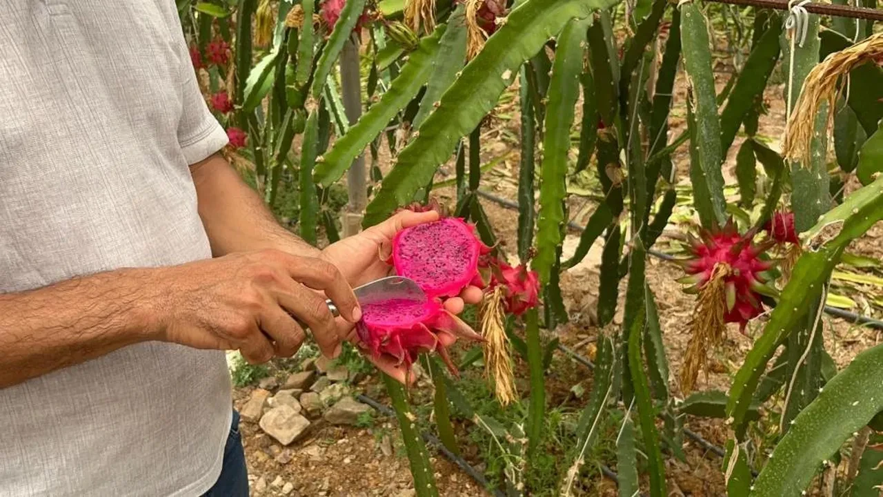 Tam bir vitamin deposu! Hasadı başladı: Kilosu 200 TL'yi buluyor