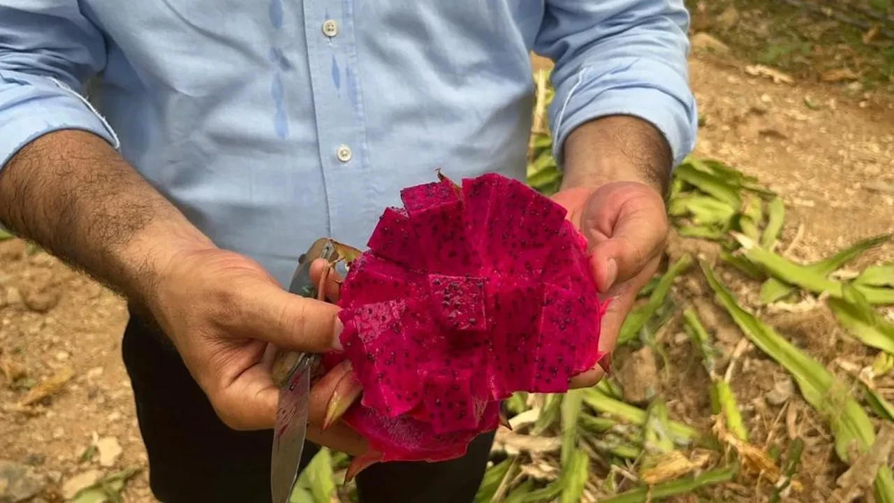 Tam bir vitamin deposu! Hasadı başladı: Kilosu 200 TL'yi buluyor