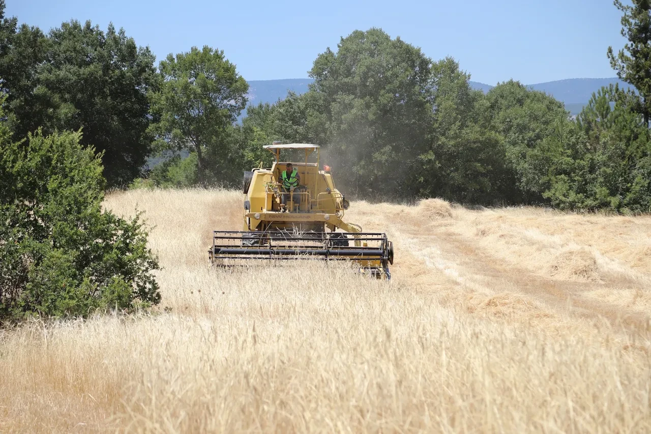 Diyet yapanları sevindiren haber geldi! Siyez buğdayına doyacaksınız