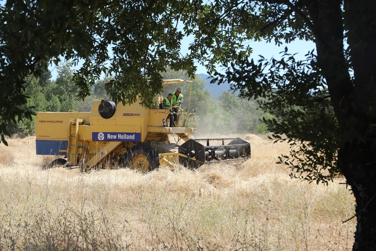 Diyet yapanları sevindiren haber geldi! Siyez buğdayına doyacaksınız