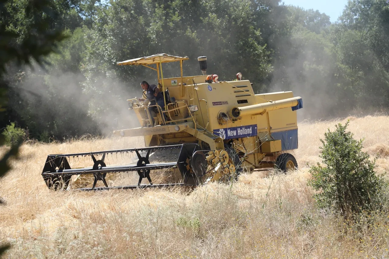 Diyet yapanları sevindiren haber geldi! Siyez buğdayına doyacaksınız