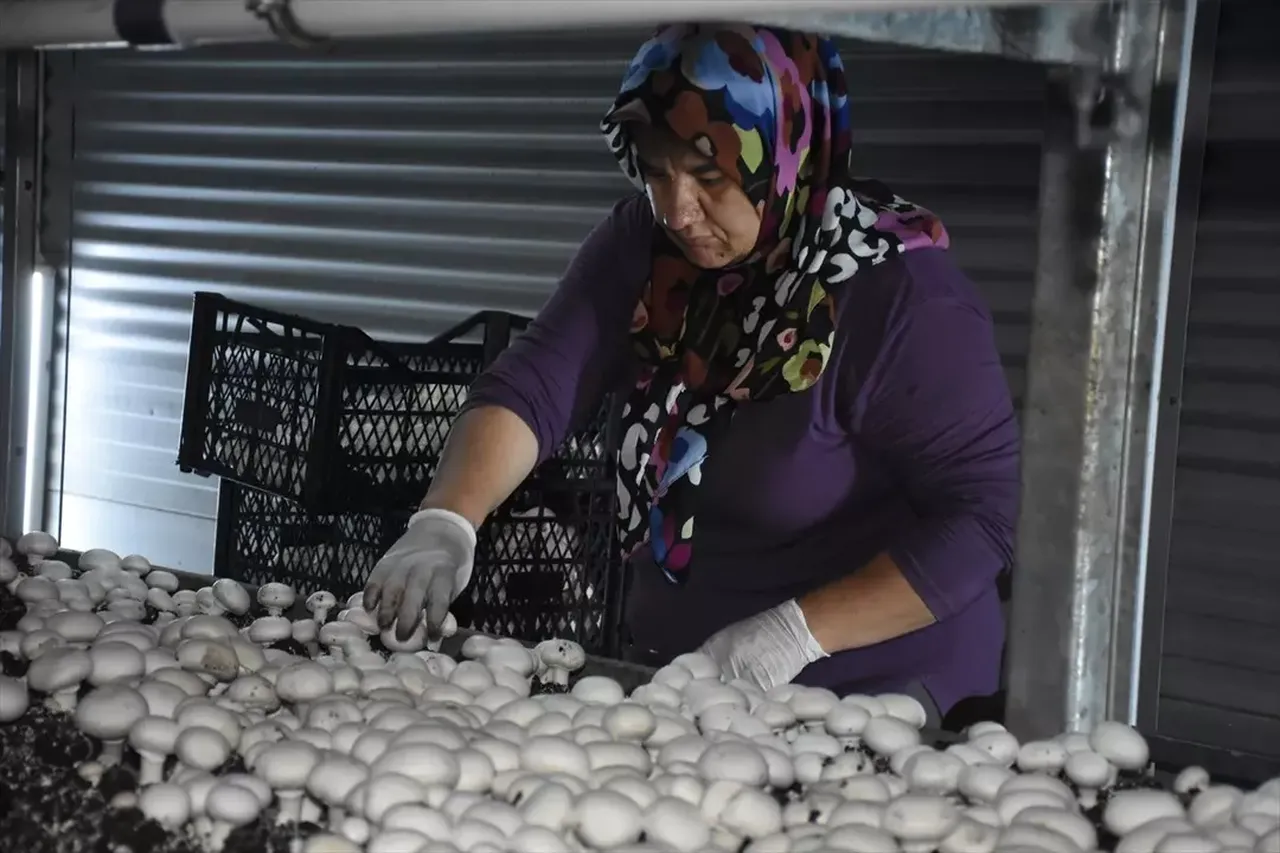 Memurdu istifa edip burayı kurdu! Ayda 15 ton satıyor