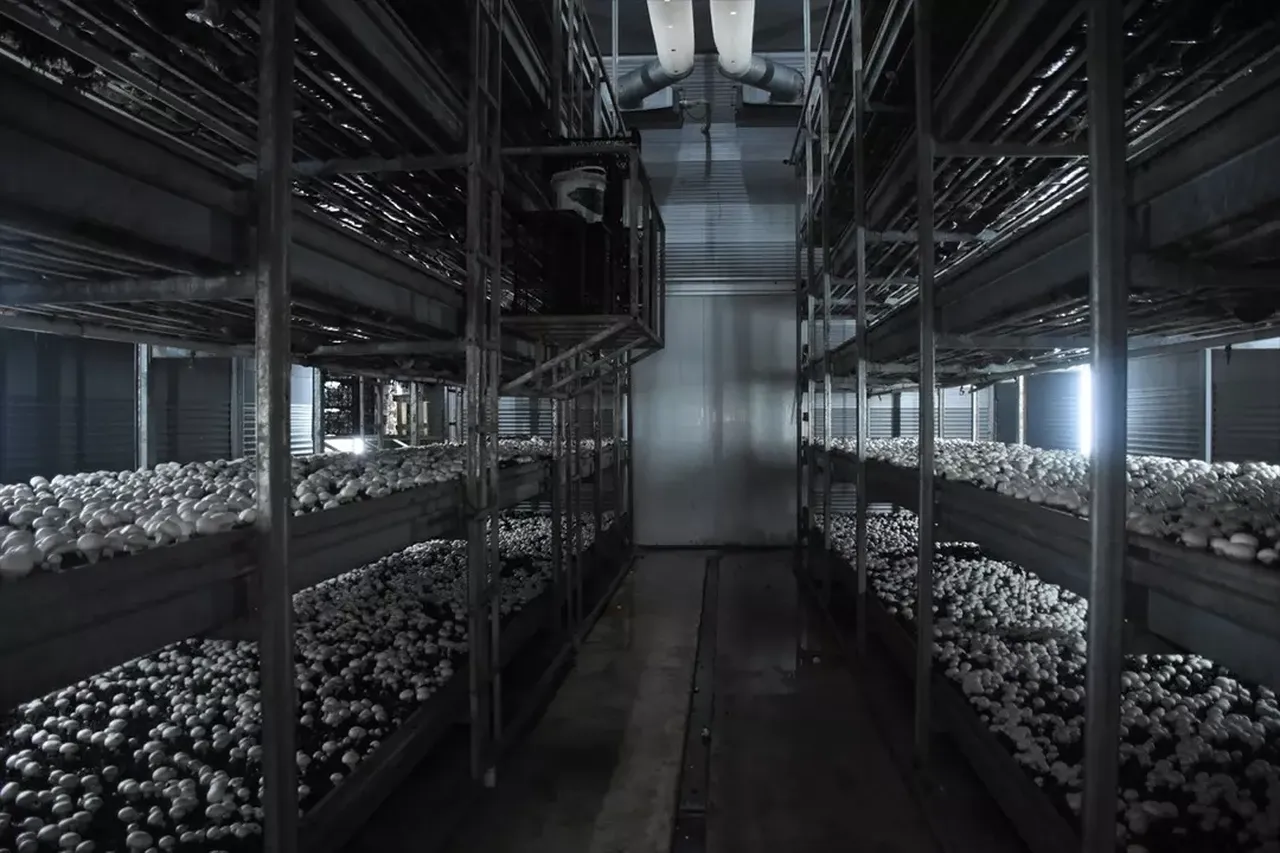 Memurdu istifa edip burayı kurdu! Ayda 15 ton satıyor