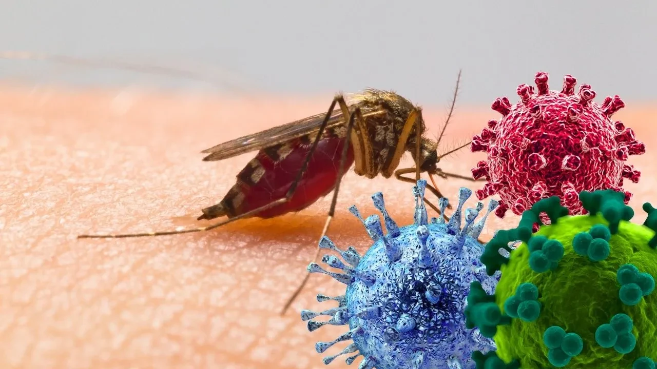 Chikungunya virüsü nedir, belirtileri neler? DSÖ'den uyarı: Sivrisineklere dikkat