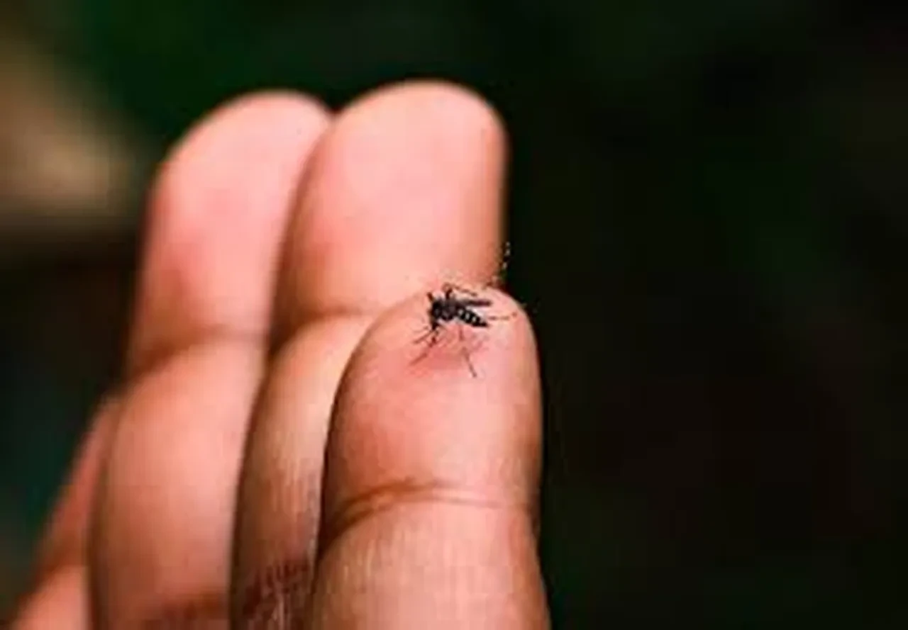 DSÖ'den kritik chikungunya uyarısı! Yeni salgın kapıda: Avrupa'ya yayıldı, Türkiye de risk altında