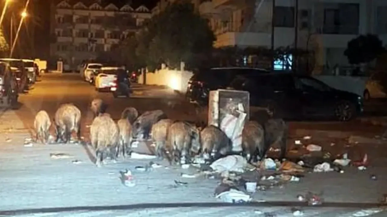 Şehrin göbeğinde domuz istilası! O anlar kamerada