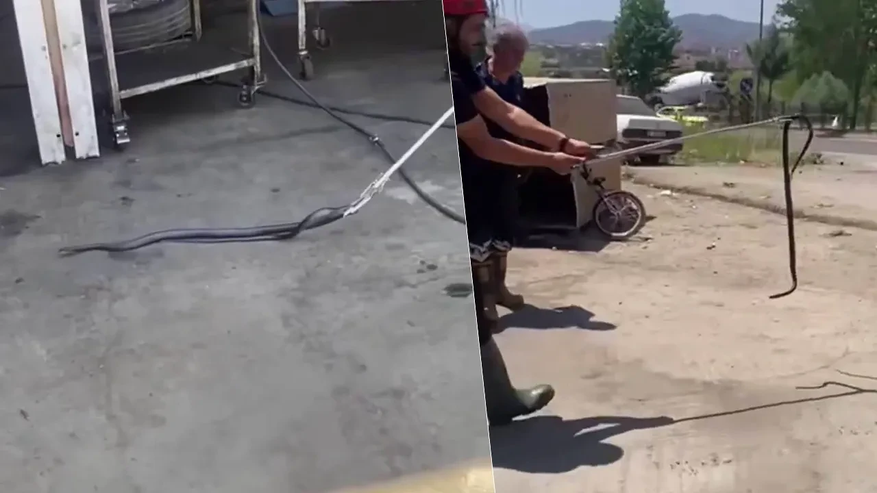Tamirhane çalışanları, gördükleri şey karşısında ne yapacağını bilemedi!