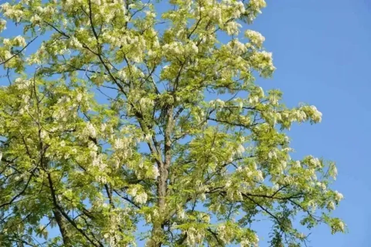 Otomobillerinizi aman bu ağaçların altına park etmeyin! Yüz binlerce lira değer kaybı yaşayabilirsiniz