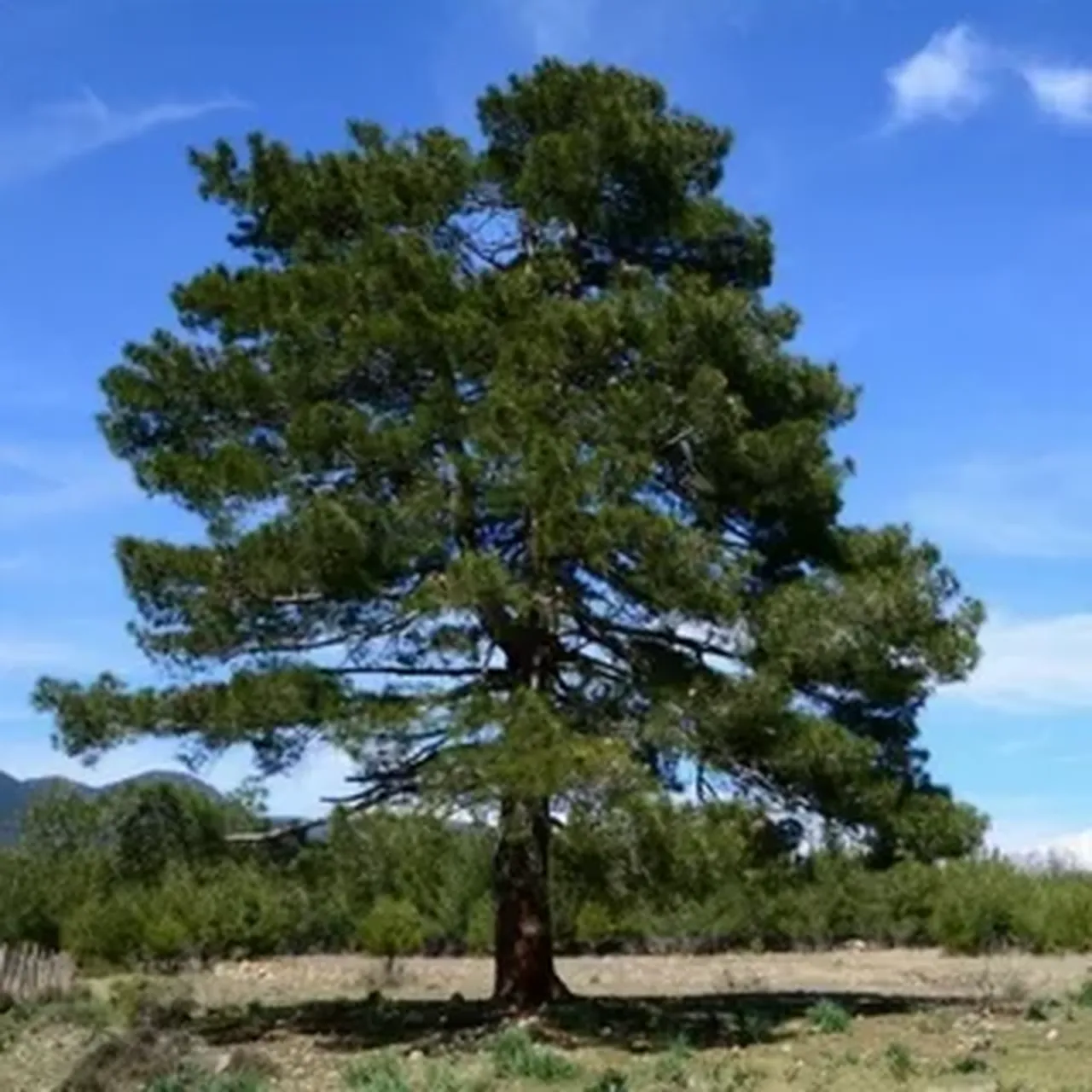 Otomobillerinizi aman bu ağaçların altına park etmeyin! Yüz binlerce lira değer kaybı yaşayabilirsiniz