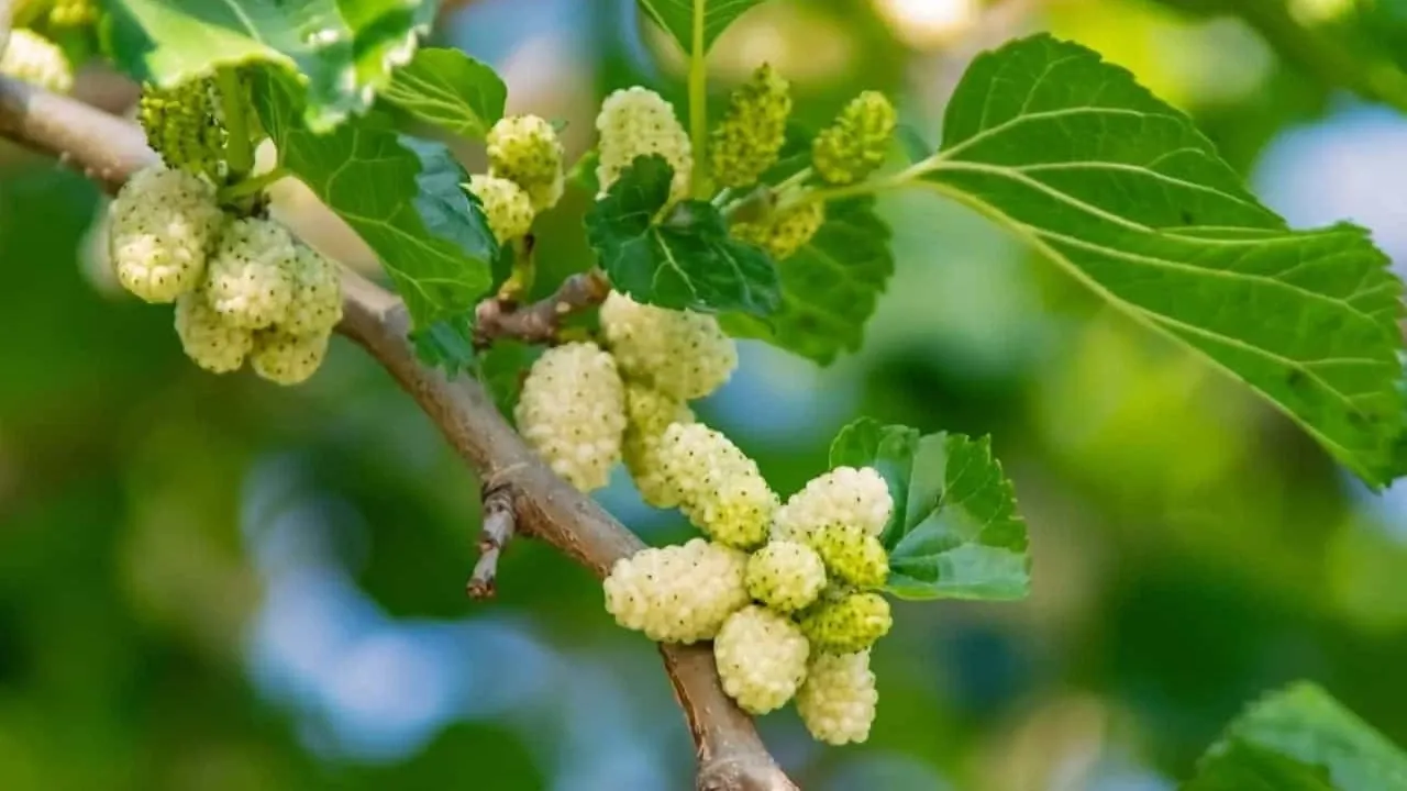 Otomobillerinizi aman bu ağaçların altına park etmeyin! Yüz binlerce lira değer kaybı yaşayabilirsiniz
