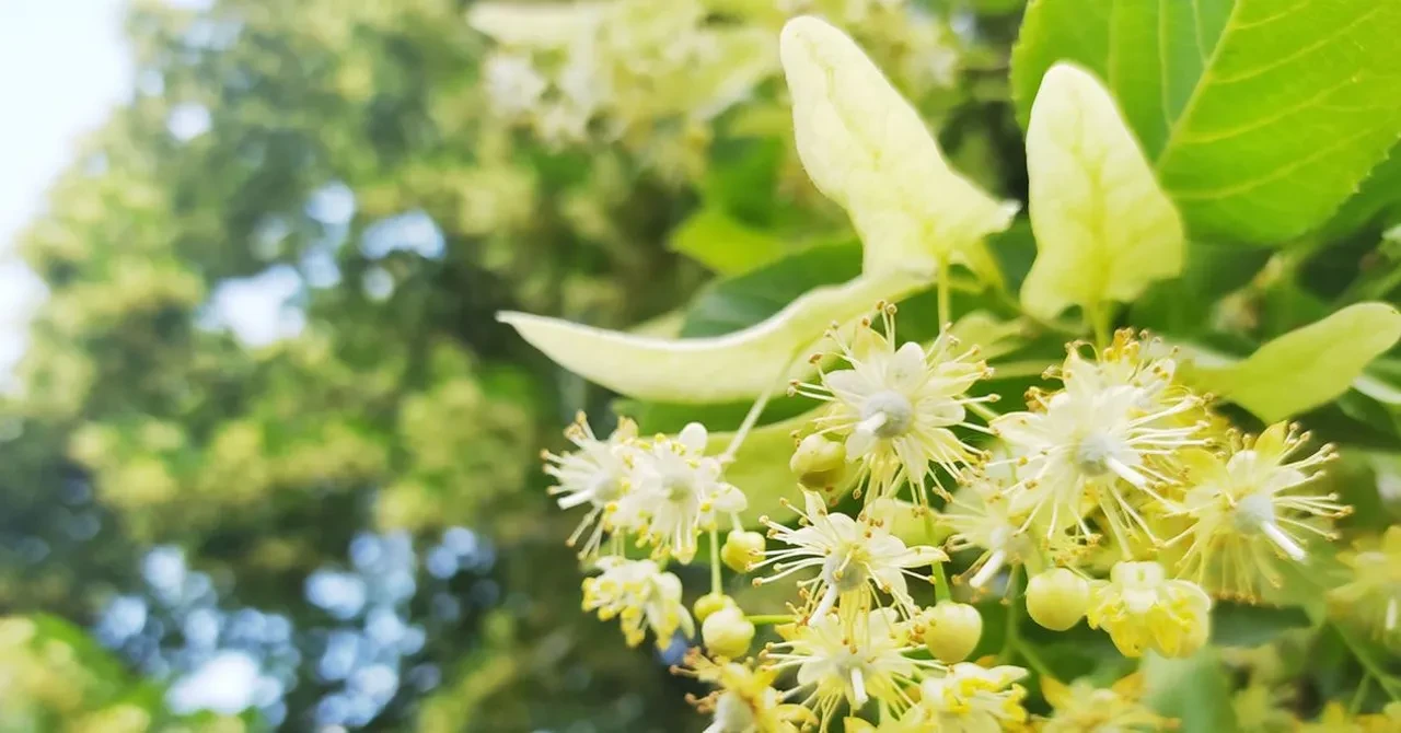 Otomobillerinizi aman bu ağaçların altına park etmeyin! Yüz binlerce lira değer kaybı yaşayabilirsiniz