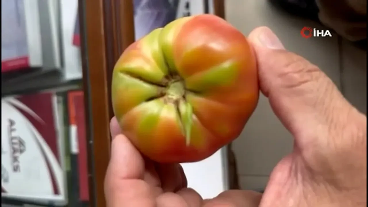 Gözlerine inanamadı! Domatesin içinde çıkan şey şoke etti