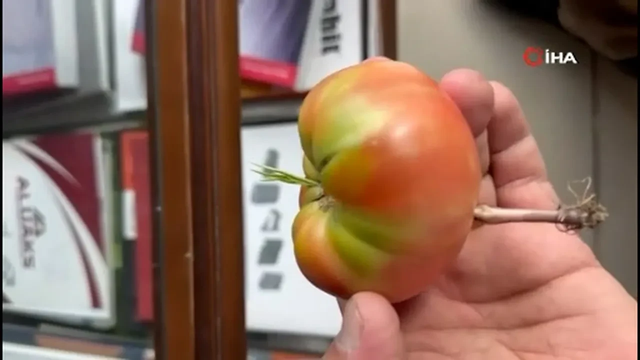 Gözlerine inanamadı! Domatesin içinde çıkan şey şoke etti