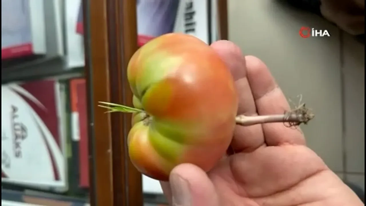Gözlerine inanamadı! Domatesin içinde çıkan şey şoke etti