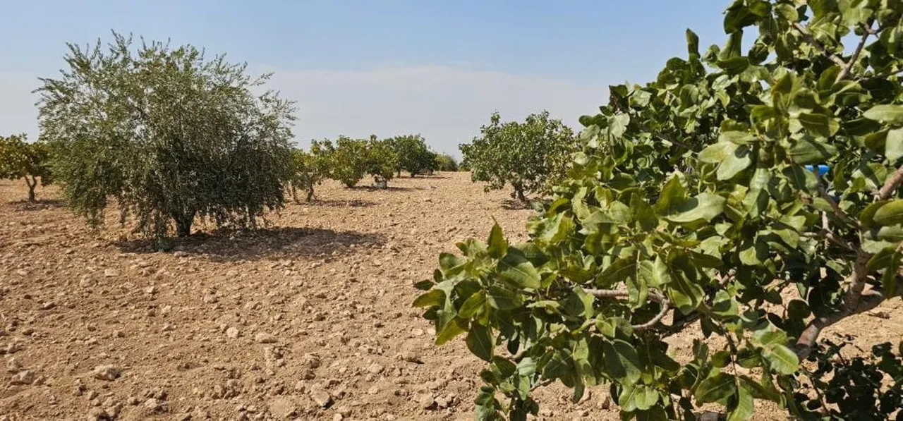 Antep fıstığı hasadı yaparken fenalaşan işçi hayatını kaybetti