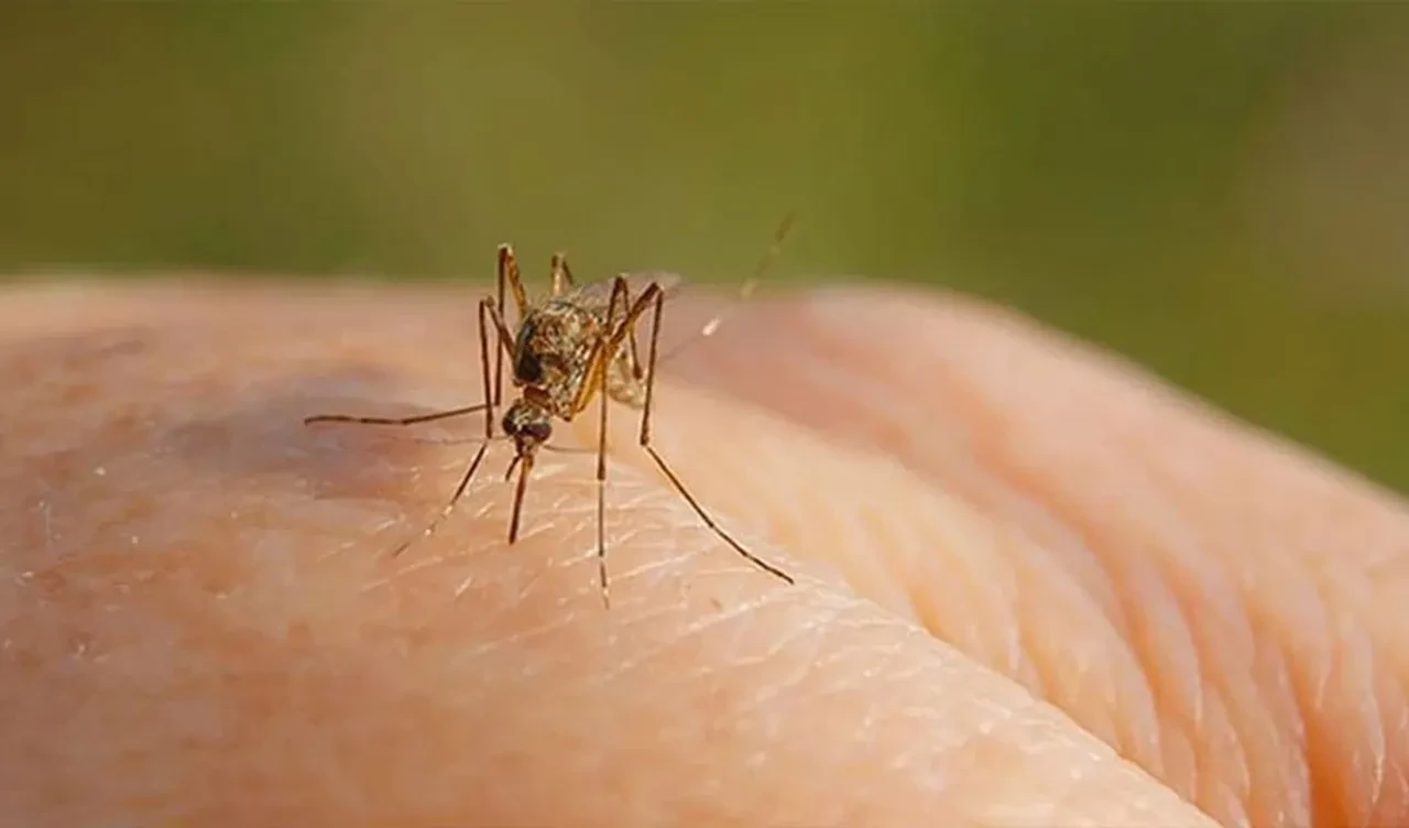 Çin'deki Chikungunya virüsü kontrolden çıkıyor! Şimdiden binlerce kişiye bulaştı