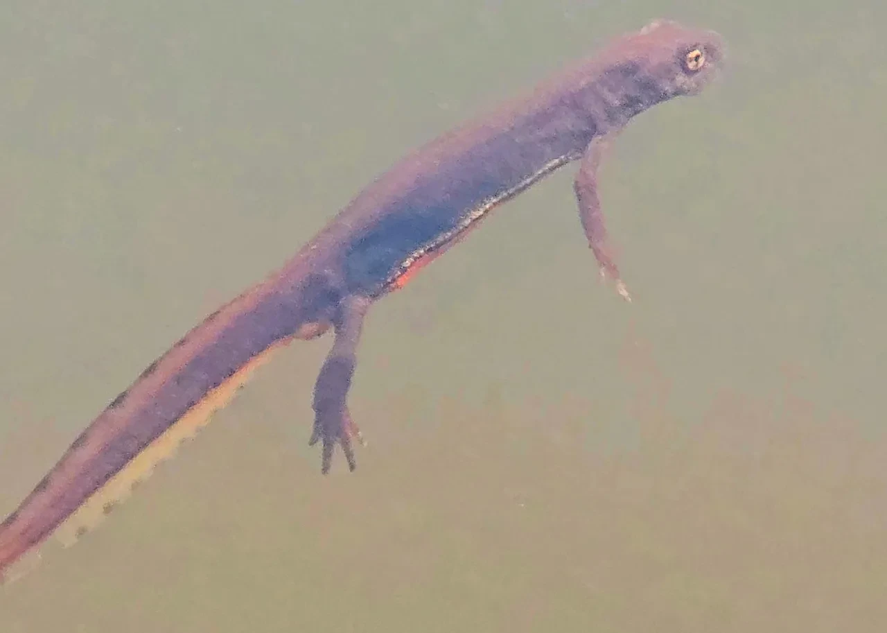 Nesli tehlike altında! Artvin'de görüntülendi