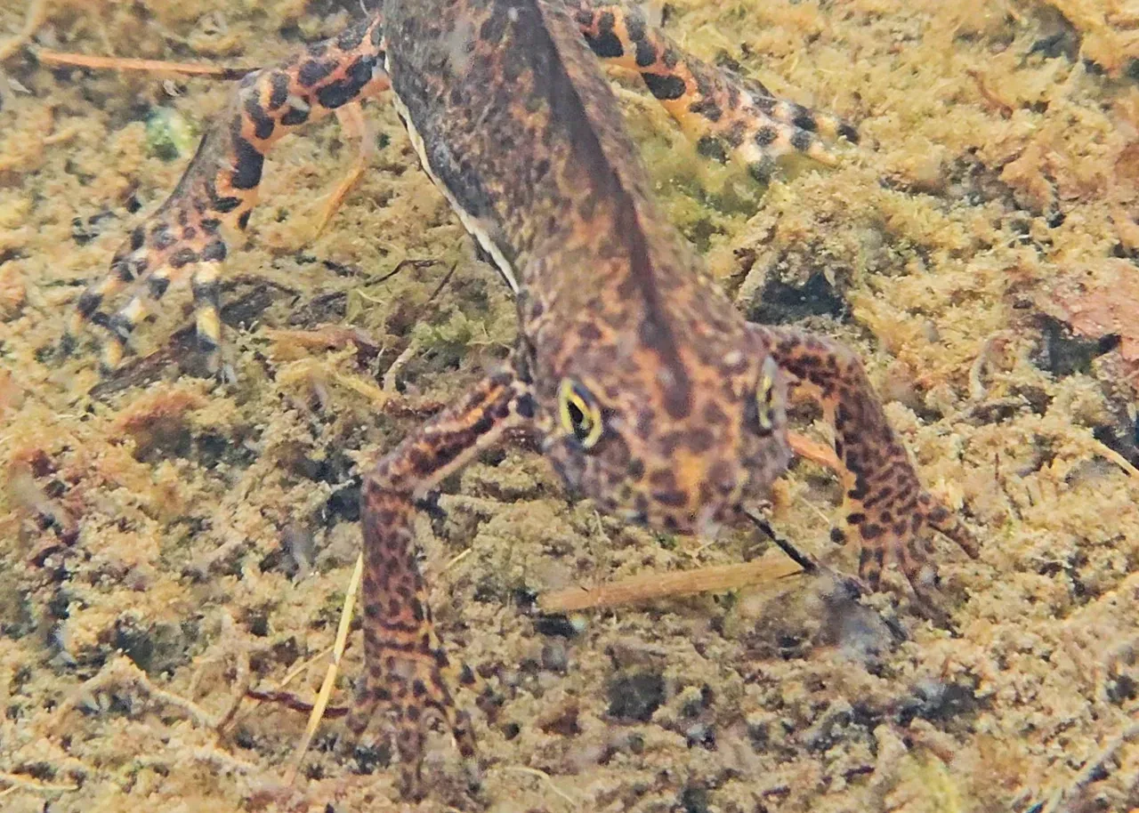 Nesli tehlike altında! Artvin'de görüntülendi