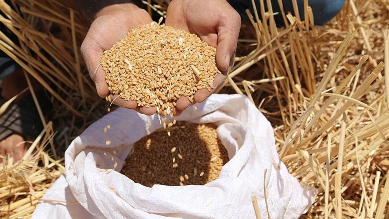 Türkiye buğday ithalatına muhtaç mı? Bomba iddiaya açıklama geldi