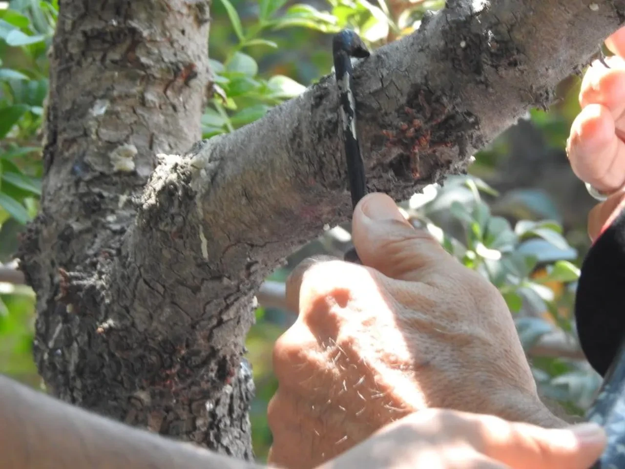 Çeşme'de ağaçlardan sakız damlayacak