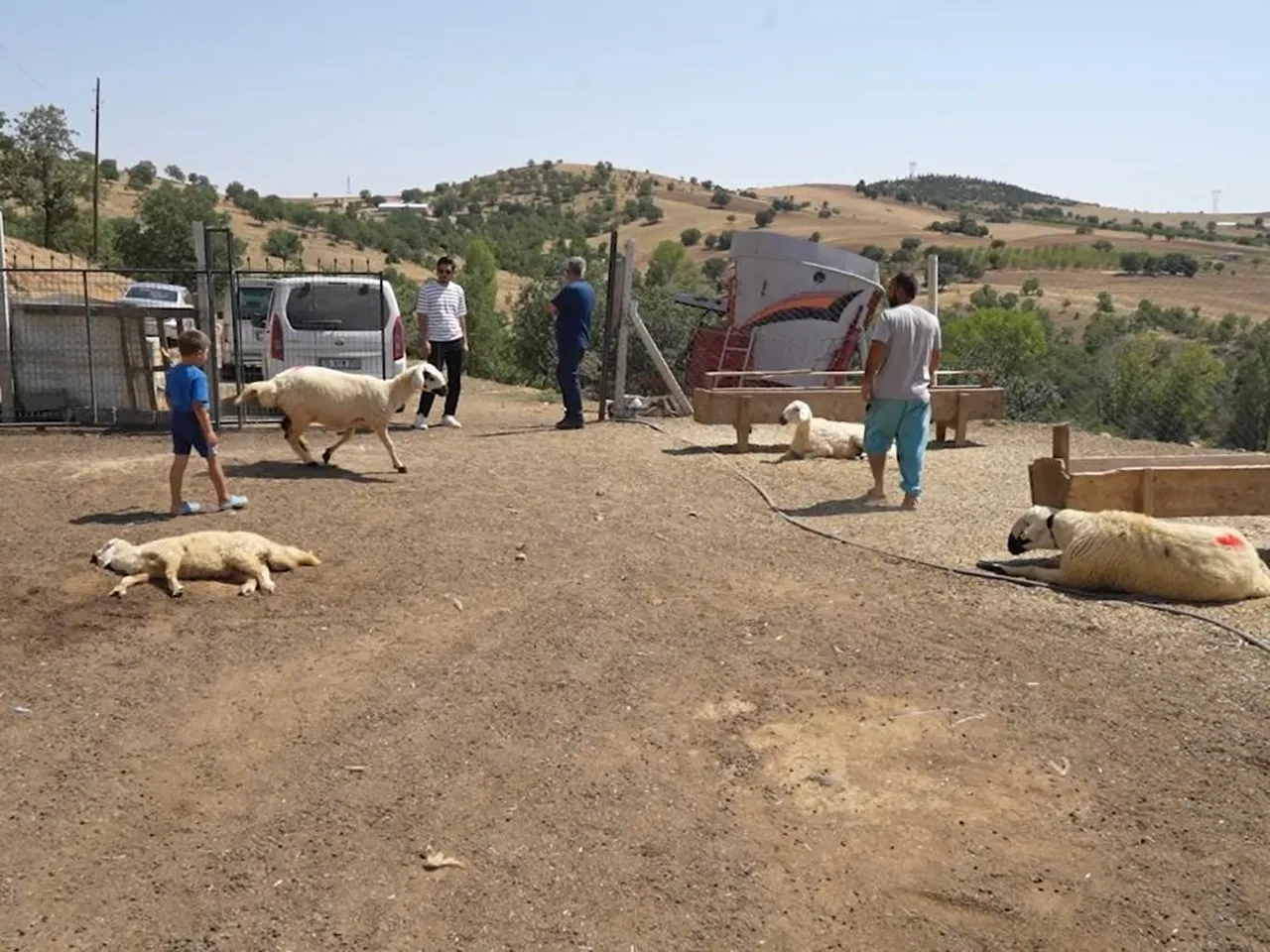 Kırıkkale'de iki ayrı besicinin 210 hayvanı telef oldu