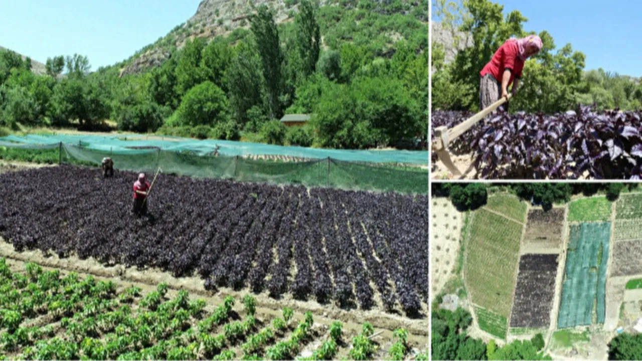 Kurusu 1500 lira! Bir ilçenin gelir kapısı oldu, şifası saymakla bitmiyor
