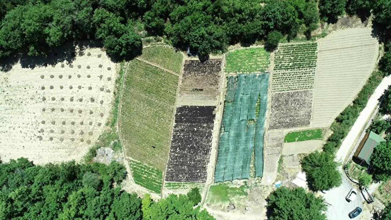 Kurusu 1500 lira! Bir ilçenin gelir kapısı oldu, şifası saymakla bitmiyor