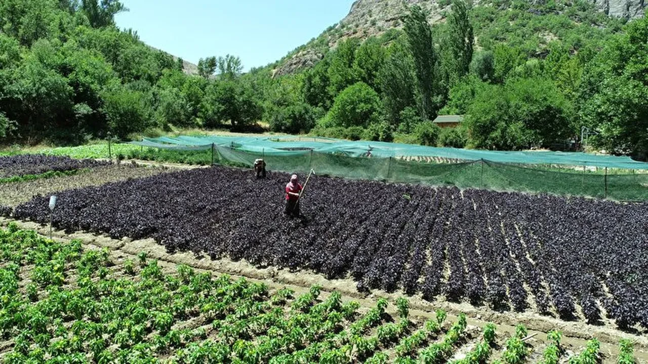 Kurusu 1500 lira! Bir ilçenin gelir kapısı oldu, şifası saymakla bitmiyor