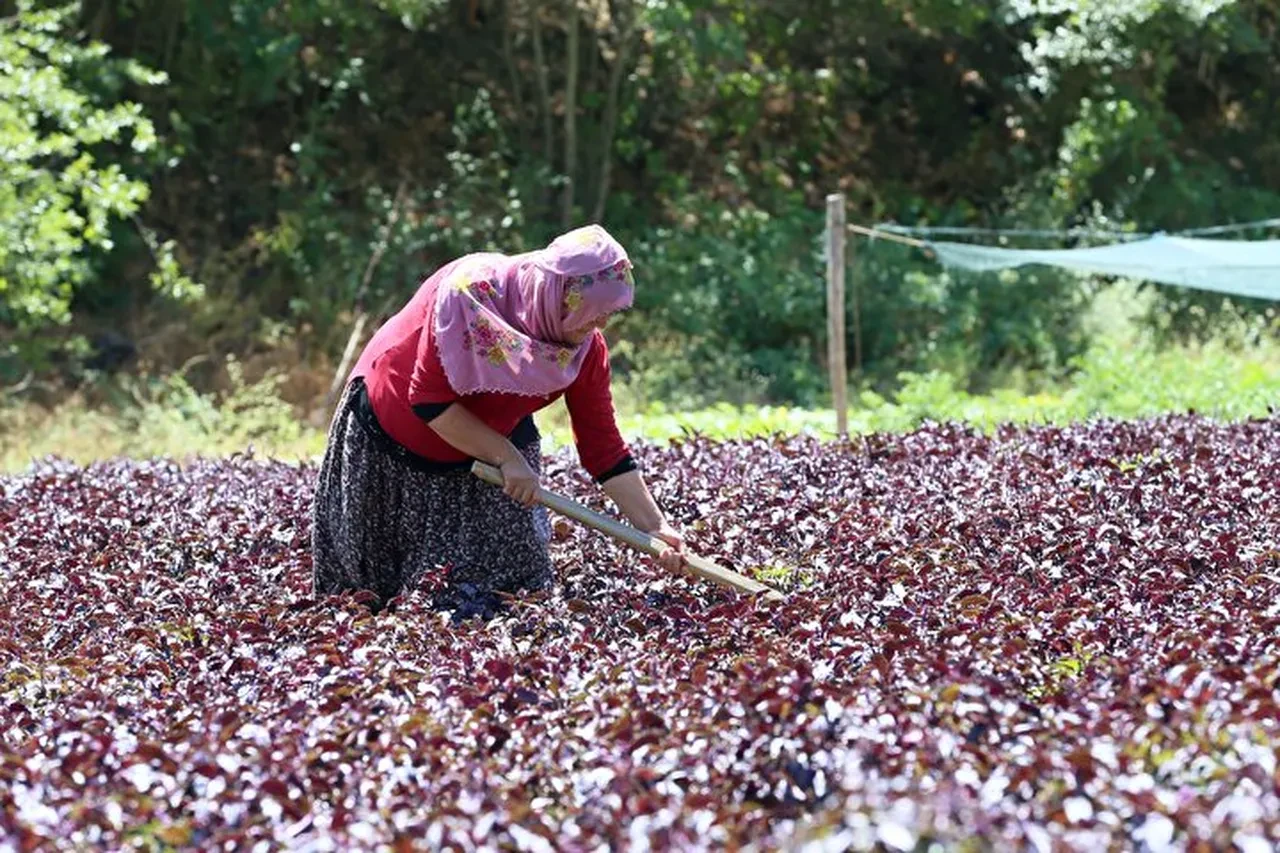 Kurusu 1500 lira! Bir ilçenin gelir kapısı oldu, şifası saymakla bitmiyor