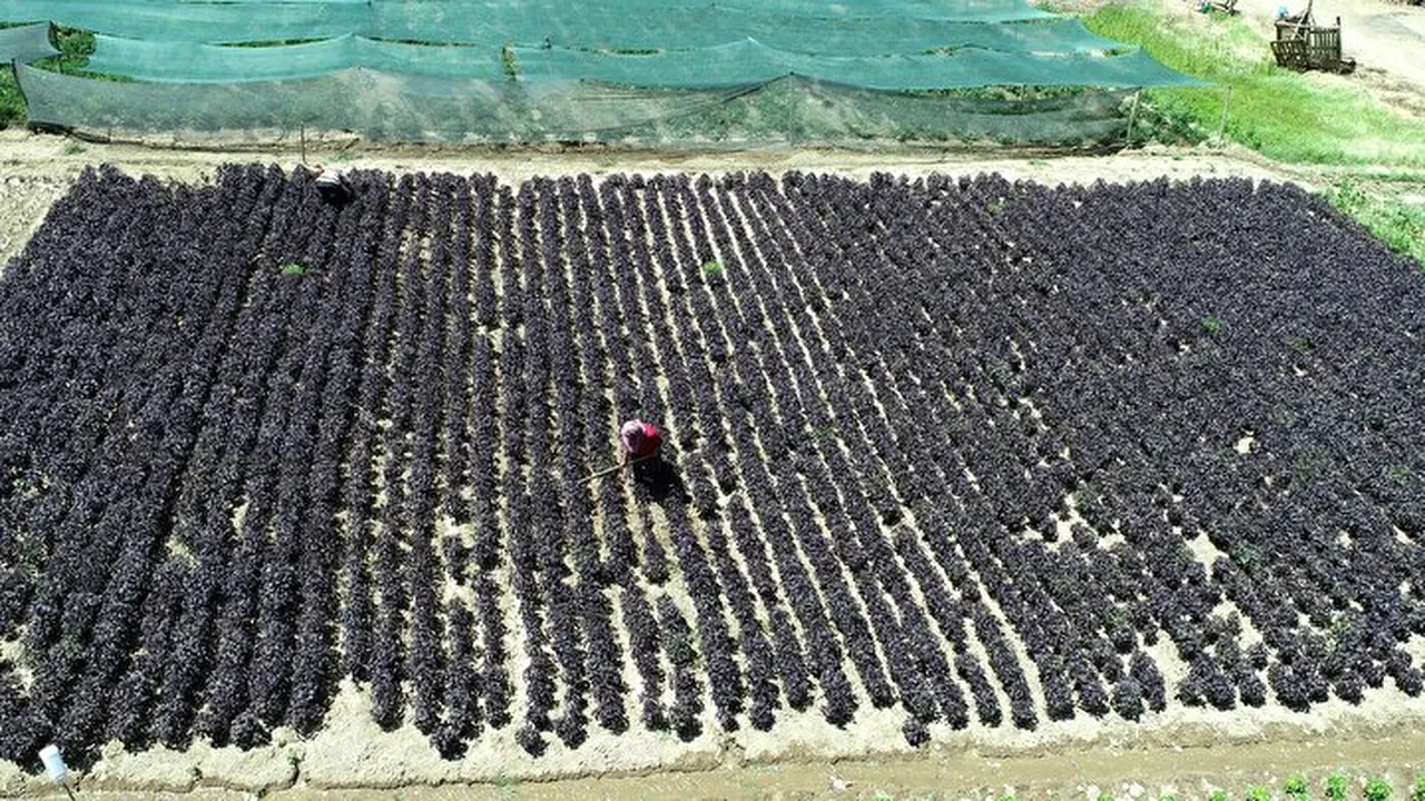 Kurusu 1500 lira! Bir ilçenin gelir kapısı oldu, şifası saymakla bitmiyor