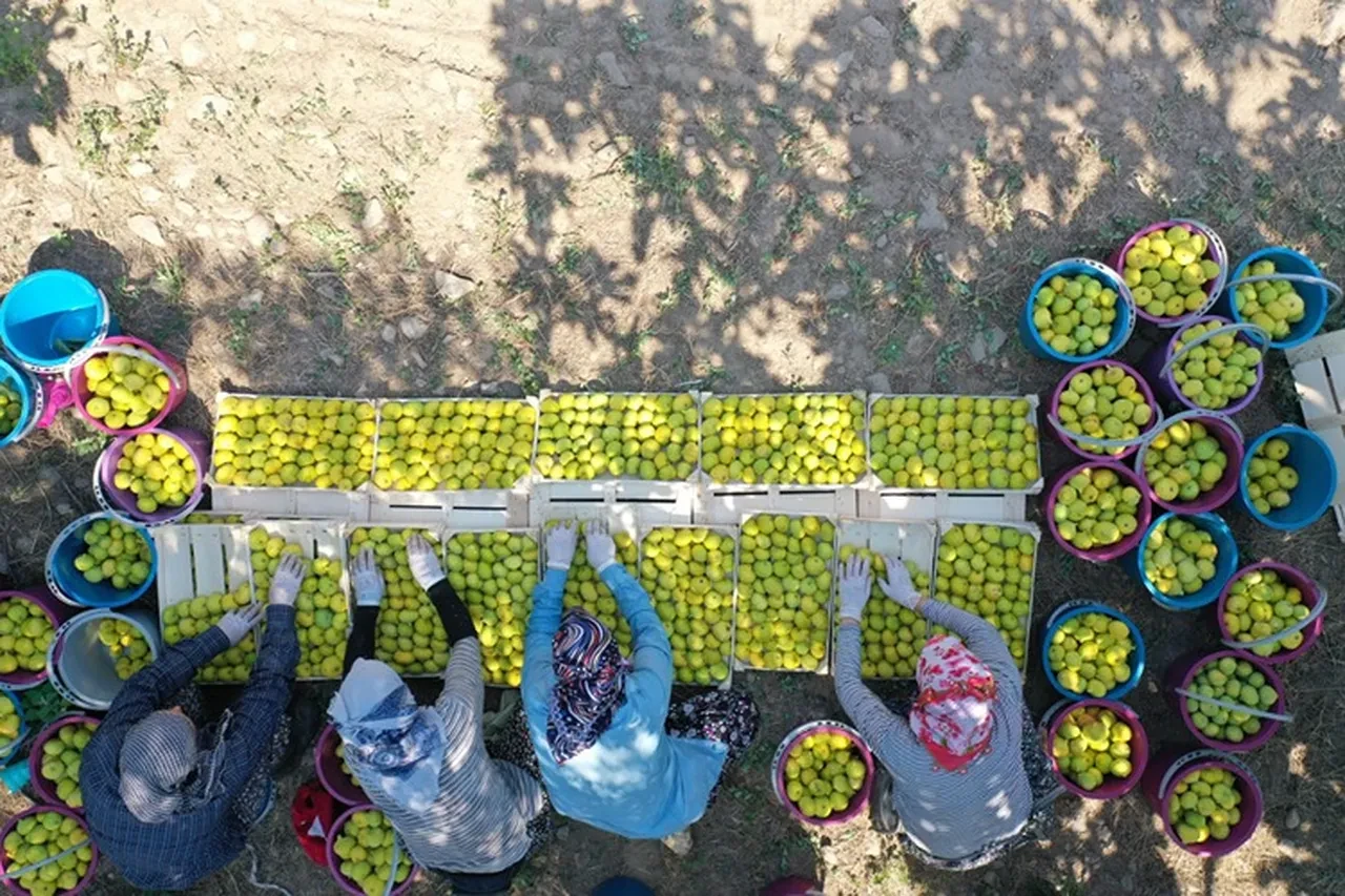 Rekoltesi düşen AB tescilli Aydın incirinde mesai yoğun