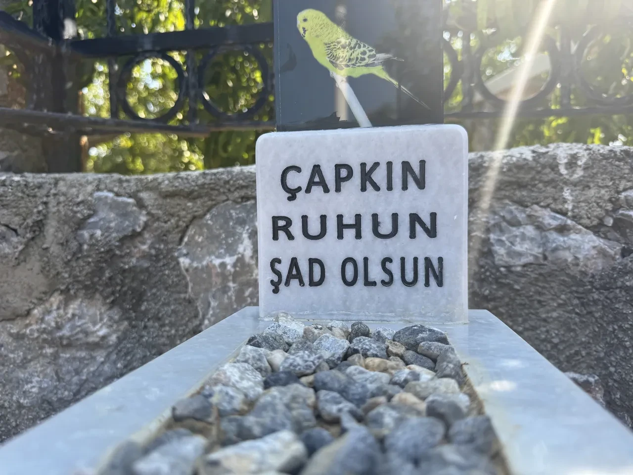 Yıllardır besledikleri kuş ölünce bahçeye gömdüler! Anısına mezar bile yaptırdılar