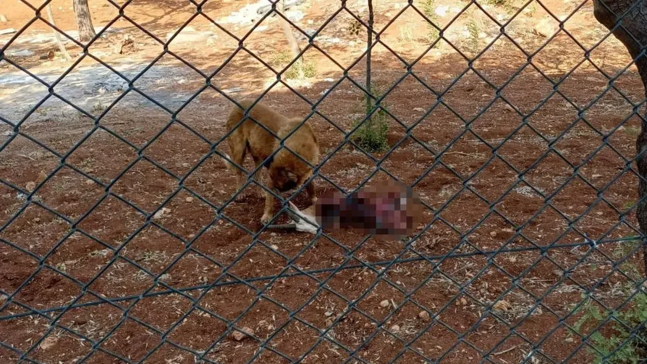 Başıboş köpekler dehşet saçtı! Koruma altındaki ceylanı parçaladılar
