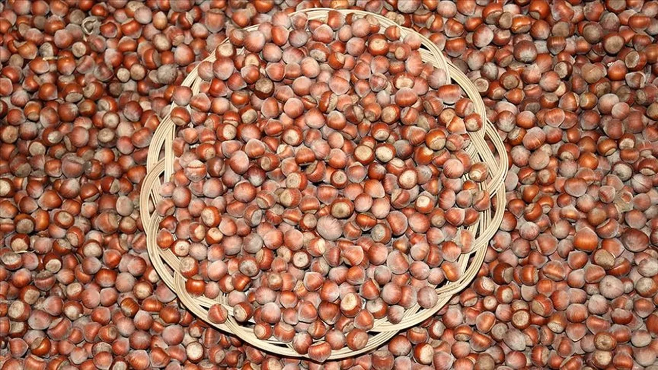 Fındık fiyatı tarihi zirvelerini görebilir