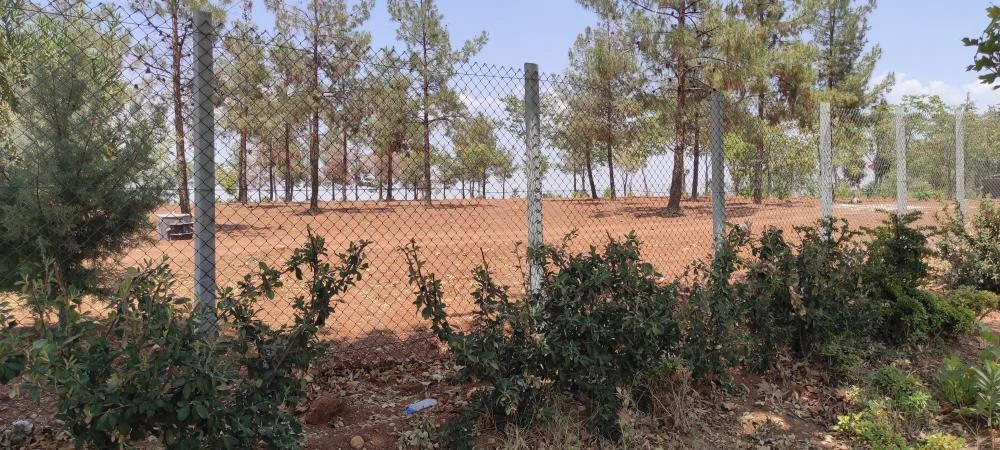 Başıboş köpekler dehşet saçtı! Koruma altındaki ceylanı parçaladılar