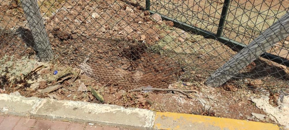 Başıboş köpekler dehşet saçtı! Koruma altındaki ceylanı parçaladılar