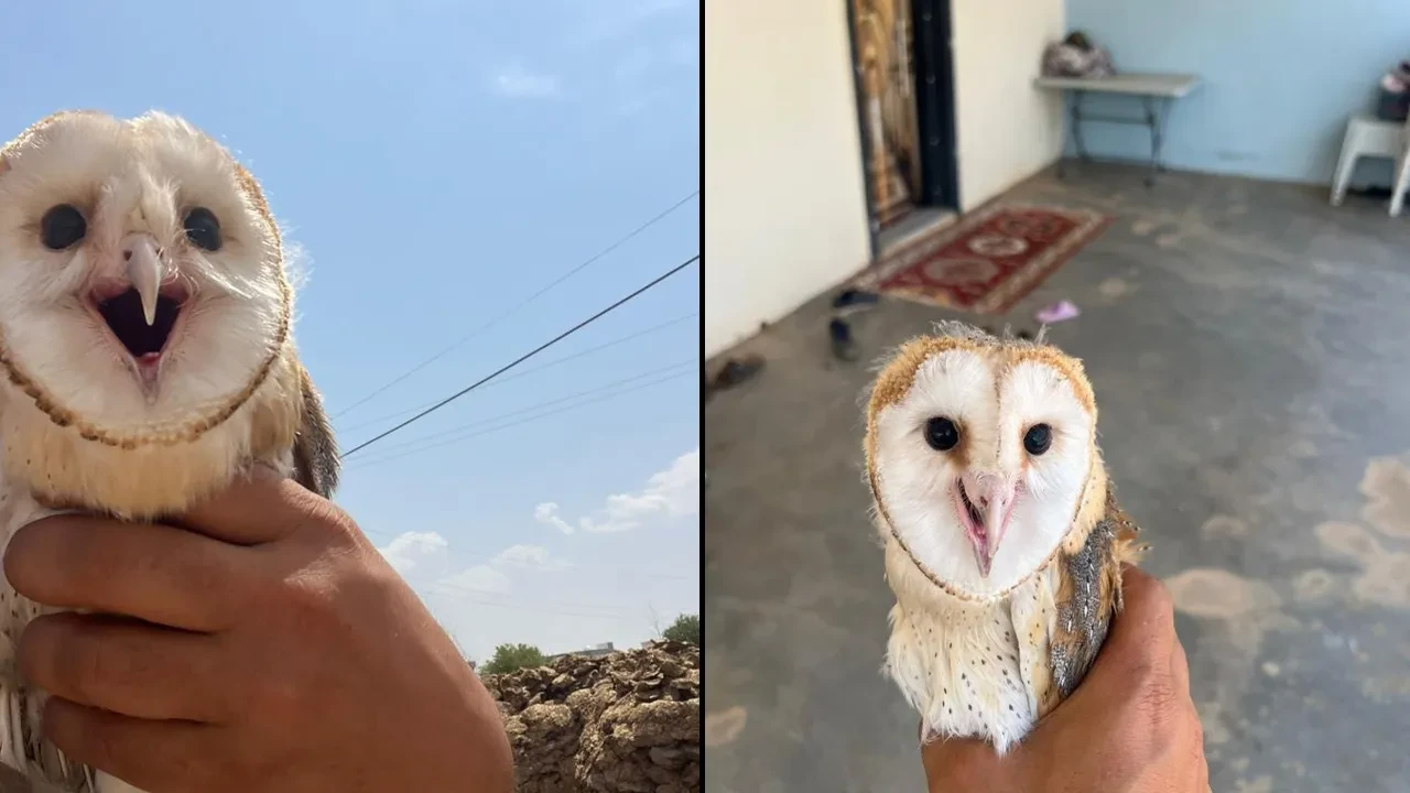 Sıcaktan bunalan peçeli baykuş eve sığındı