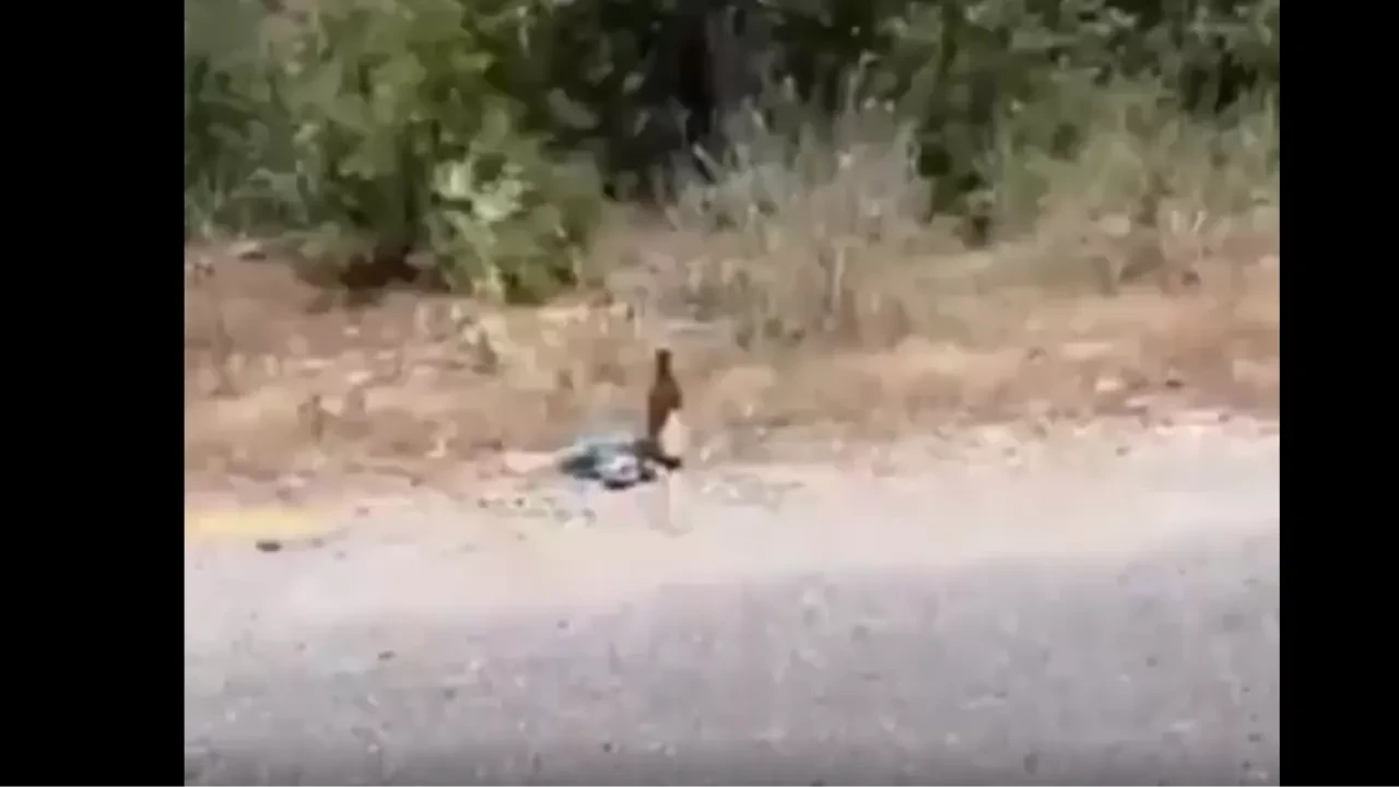 Ormanın kenarında şoke eden görüntüler! 
