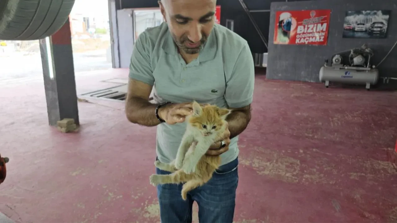 Otomobilin motor bölmesine giren yavru kedi 3 şehir gezdi