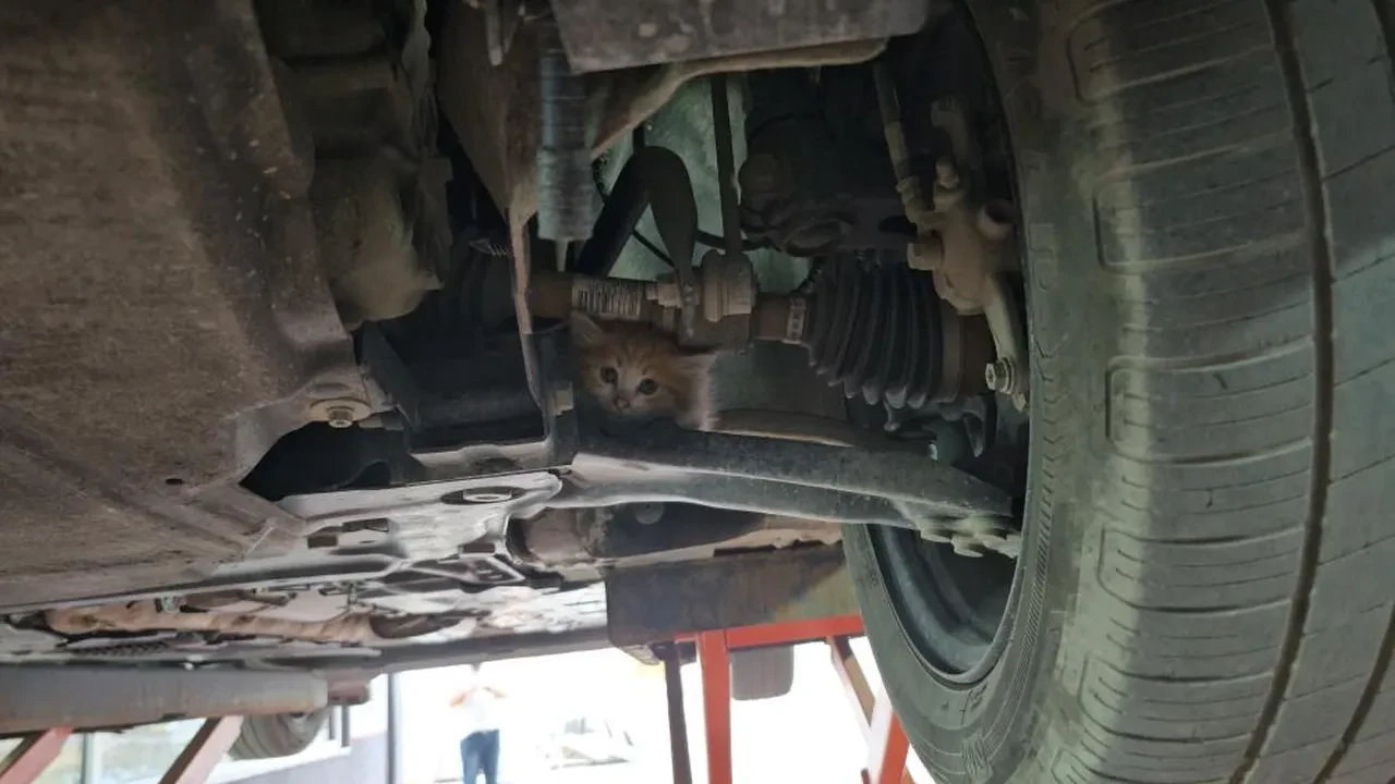 Otomobilin motor bölmesine giren yavru kedi 3 şehir gezdi