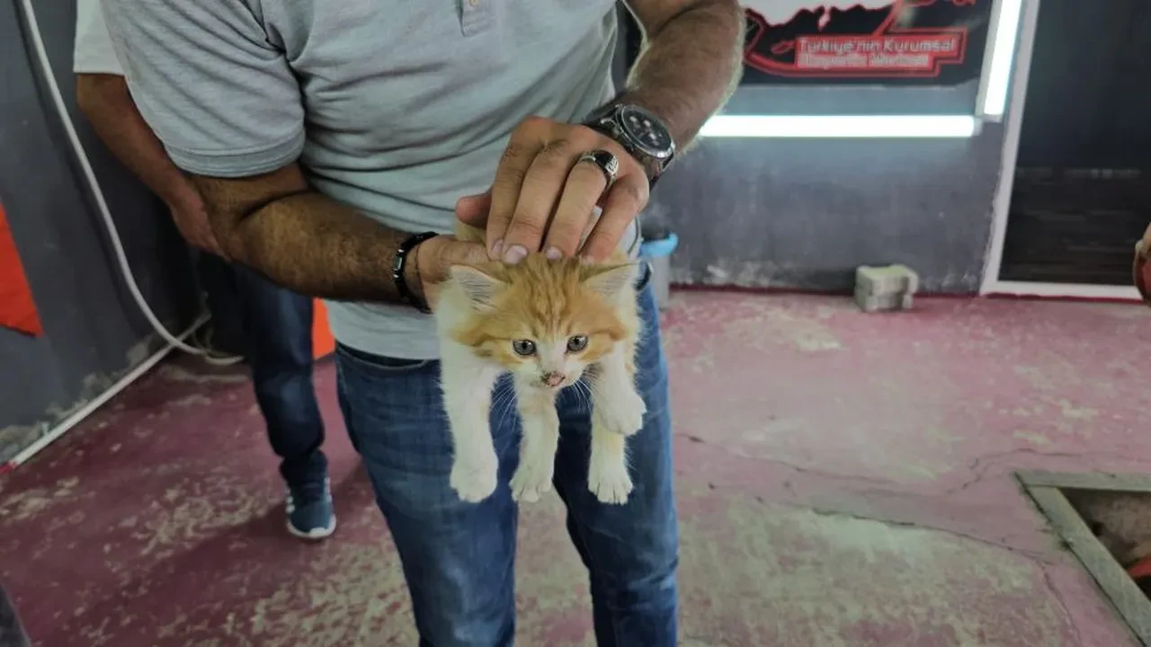 Otomobilin motor bölmesine giren yavru kedi 3 şehir gezdi