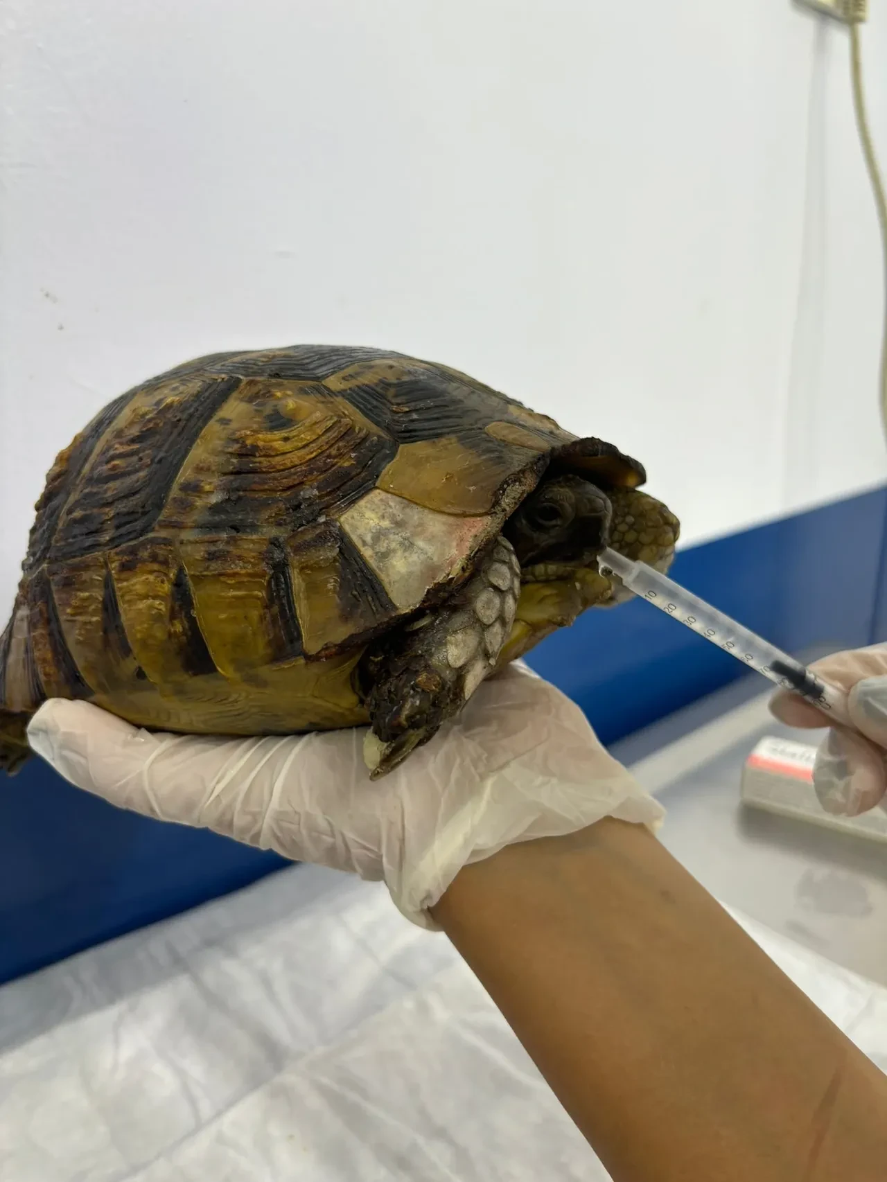 Sessiz çığlıkları duydular: Hayvanları alevlerden çıkardılar