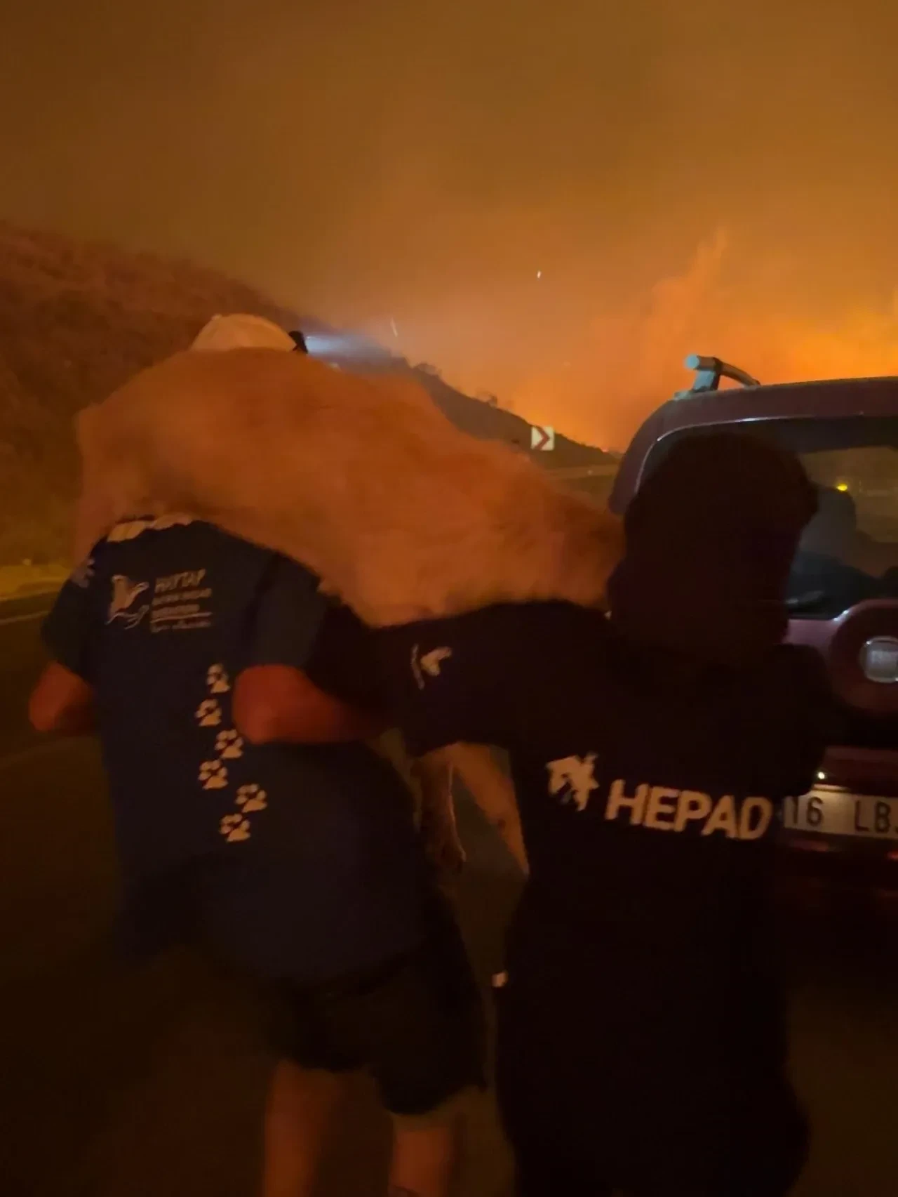 Sessiz çığlıkları duydular: Hayvanları alevlerden çıkardılar