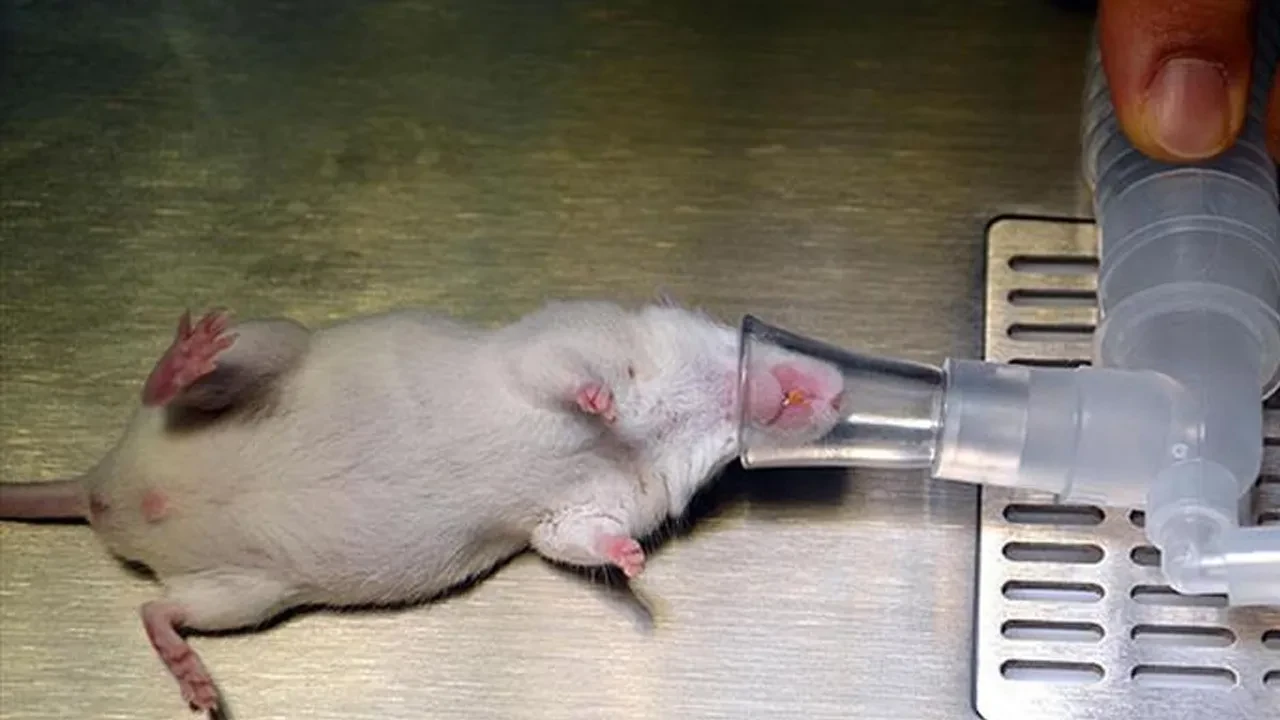 Şizofreni tedavisinin anahtarı lamalarda! Nanokorlar beyni kendine getirecek