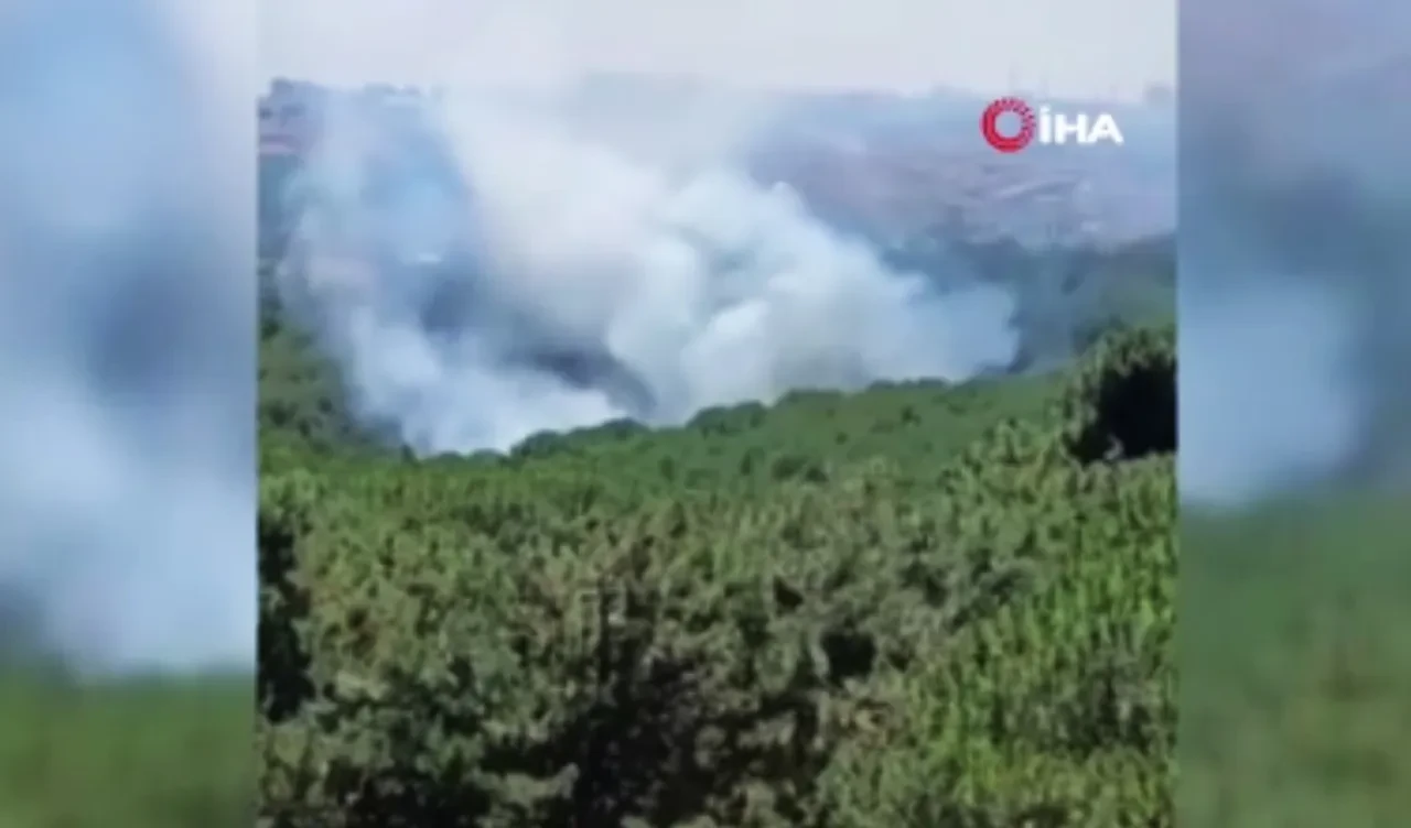 İstanbul'da Sultangazi kent ormanında yangın! Son durumu Vali Gül açıkladı 