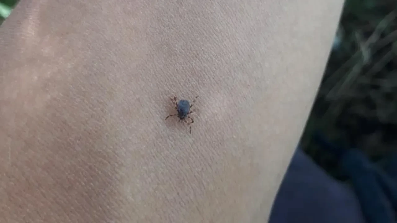 Kabus sürüyor! Bolu'da keneden ilk ölüm!