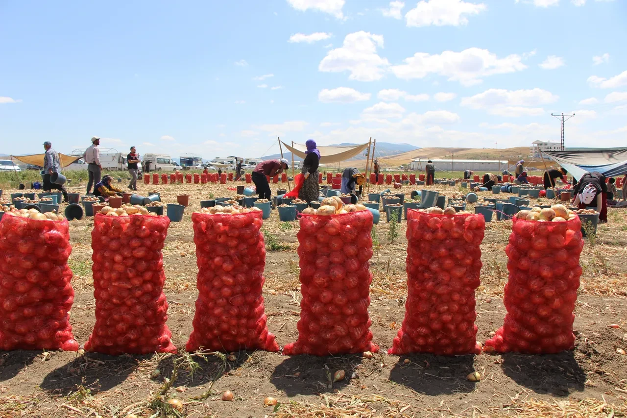 Kilosu 5 TL! Kırmızı altın olarak adlandırılıyor! Avrupa ülkelerinden ve Rusya'dan talep yağıyor
