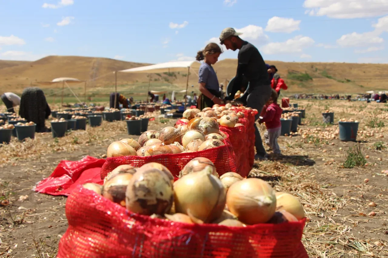 Kilosu 5 TL! Kırmızı altın olarak adlandırılıyor! Avrupa ülkelerinden ve Rusya'dan talep yağıyor