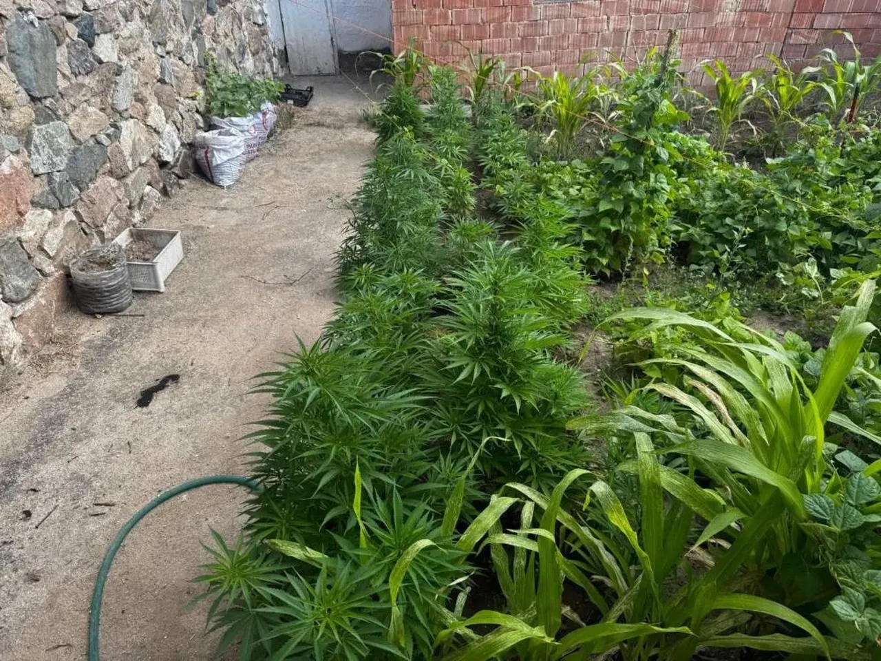 Kırıkkale'de aile boyu uyuşturucu operasyonu: Anne, baba ve kızı gözaltında